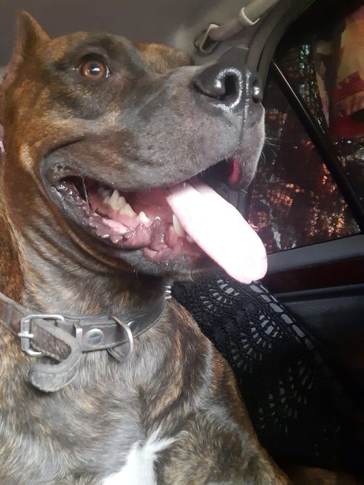 Питбуль кубинец вязка кобель