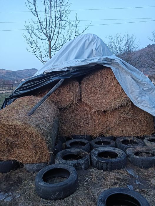 Baloți Lucernă de vânzare