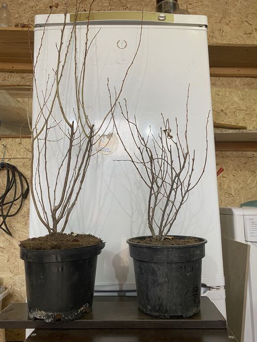 Продам Кизильник