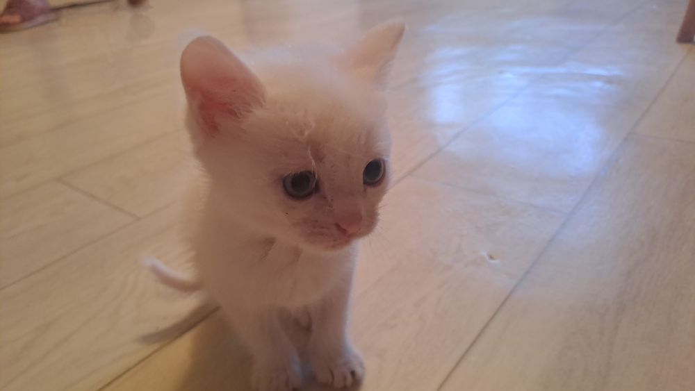 Отдам котят , 1 мальчик, 1 девочка,