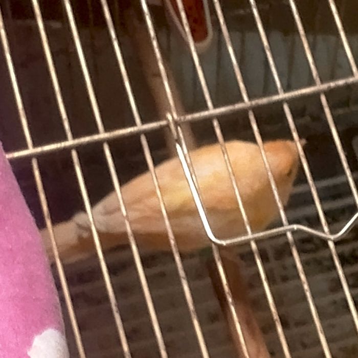 Продаются молодые канарейки самцы