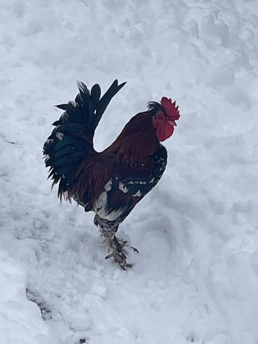 Vând găini și cocoși pitice