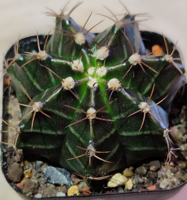 Вариегатные кактусы