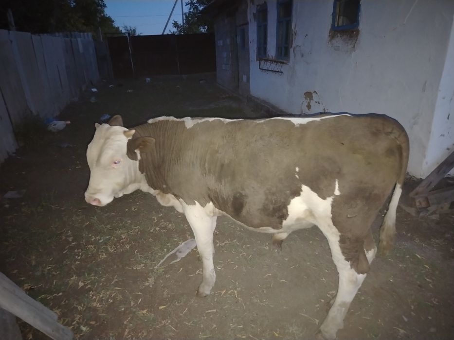 Продам телят, молодняк