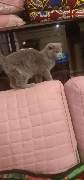 Мушук эркак беларус зоти веслоуха