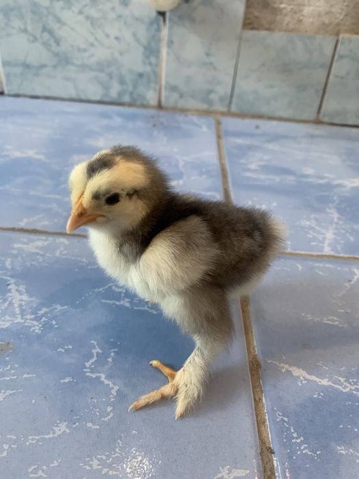 Брама жожа сотилади кони тоза олганга келишамиз