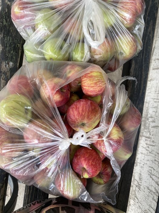 Продам свежие домашние яблоки