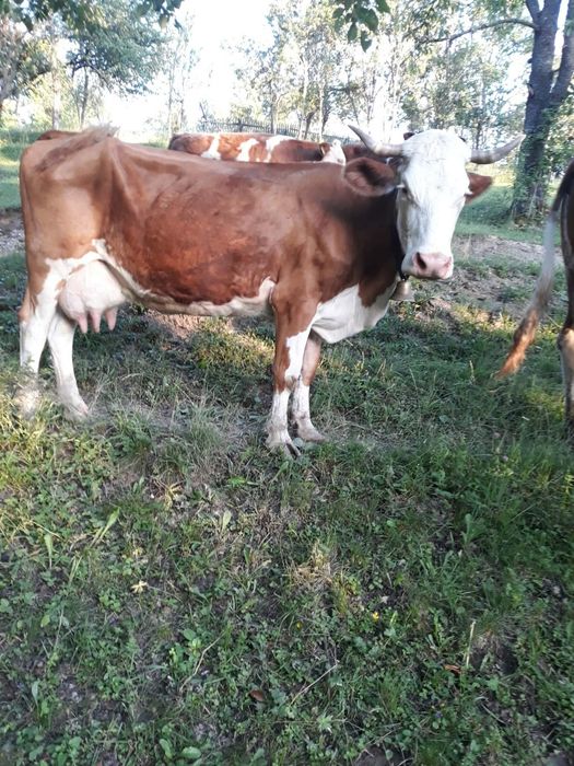 Vând vacă bună de lapte blândă de 7 ani.