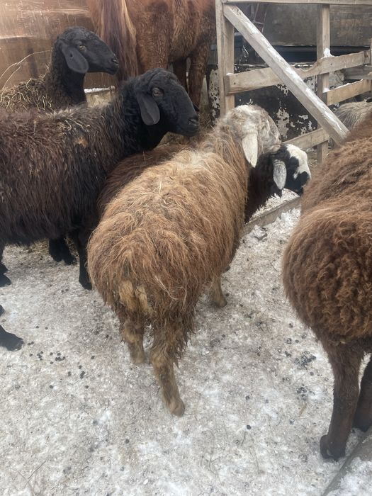 Ярки продам две штуки