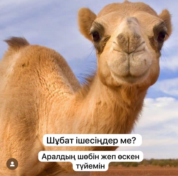 Шубат, верблюжье молоко