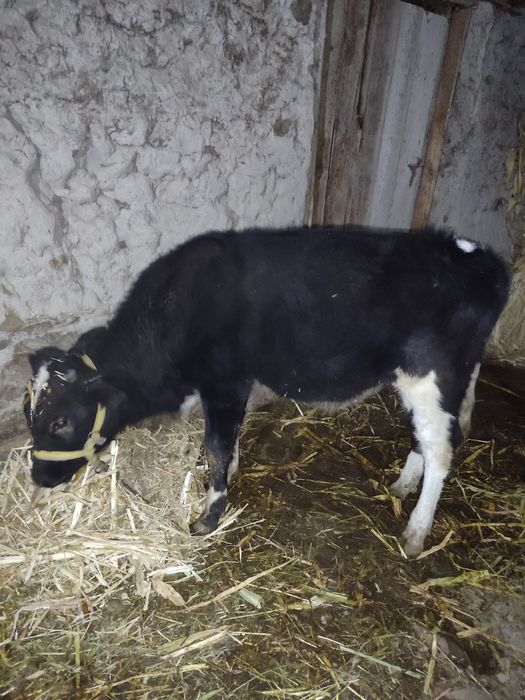 Новвосча сотилади