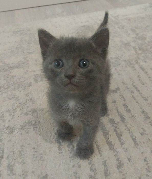 Отдам котят в хорошие руки