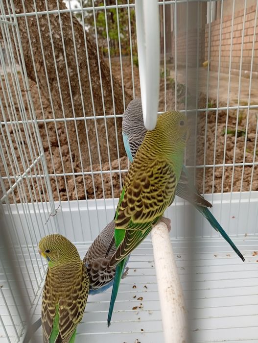 Toti qushlar sotiladi