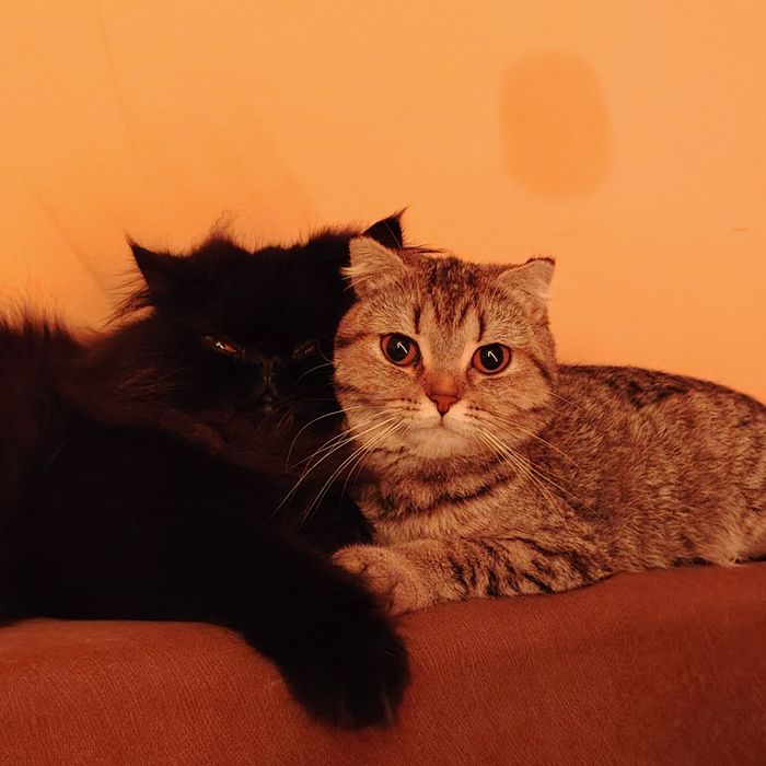 Персийски Клепоухи и Правоухи Котета