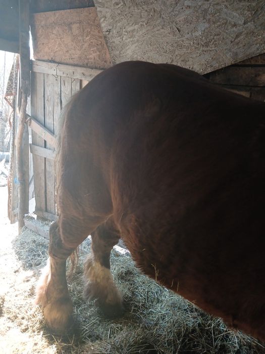 2 armăsari de Polonia