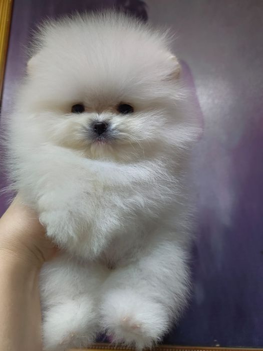 Шпицы мальчики кукольные