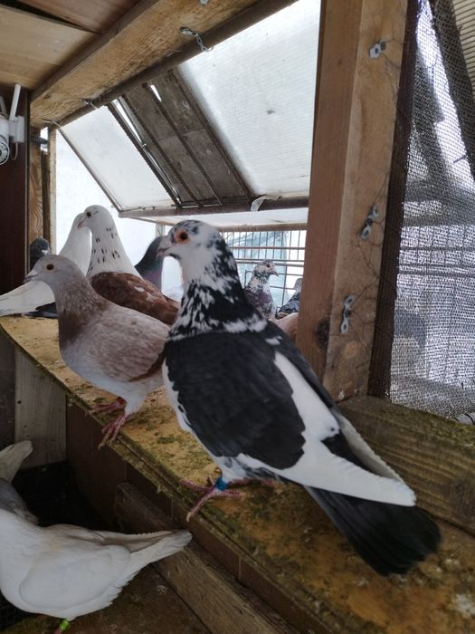 Porumbei voiajori și ornament