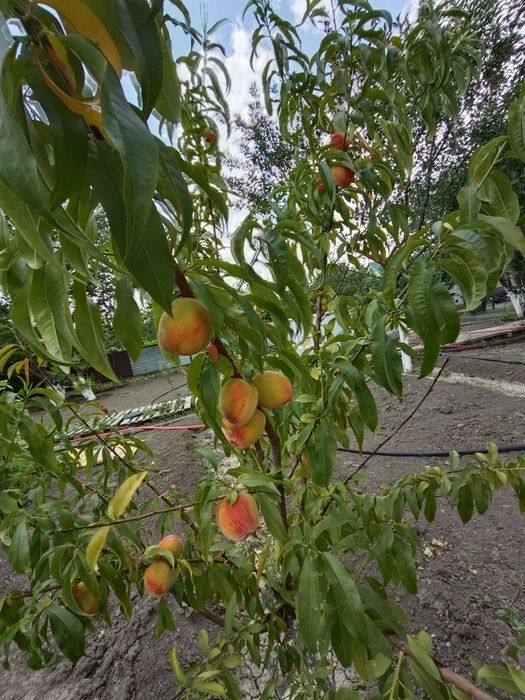 Продается Дом  дачном массиве Проектировщик размером 13х15