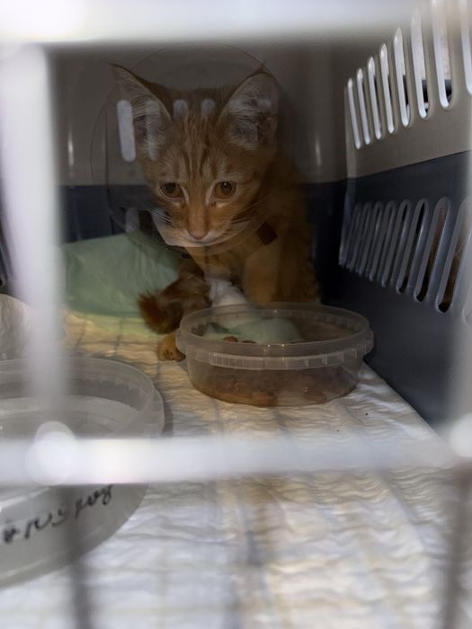 Кошечка Перрито ищет дом