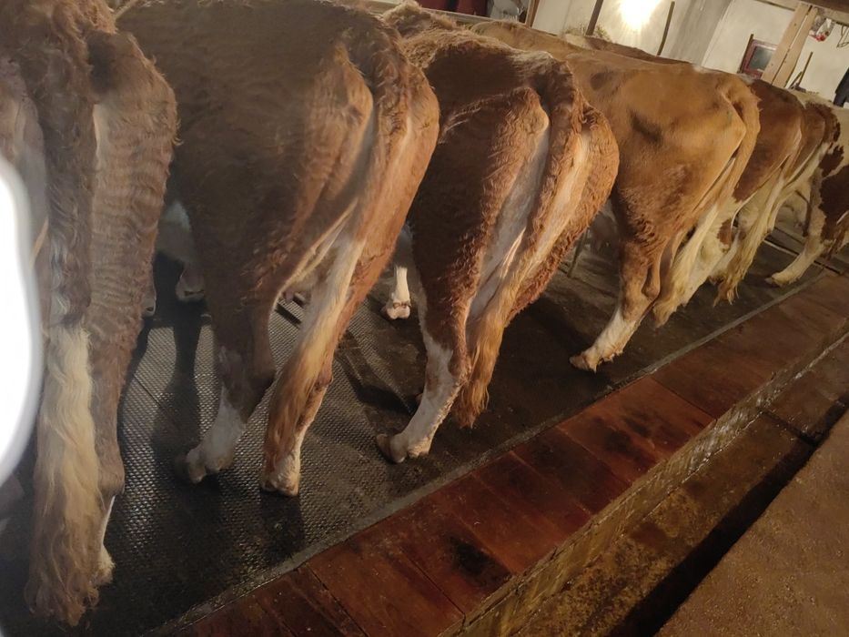 Vând sau schimb cu vaci de carne