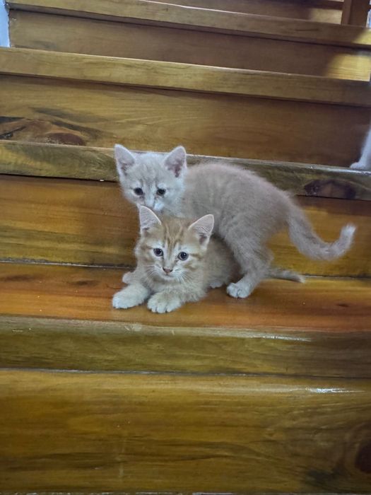 Отдам в добрые руки