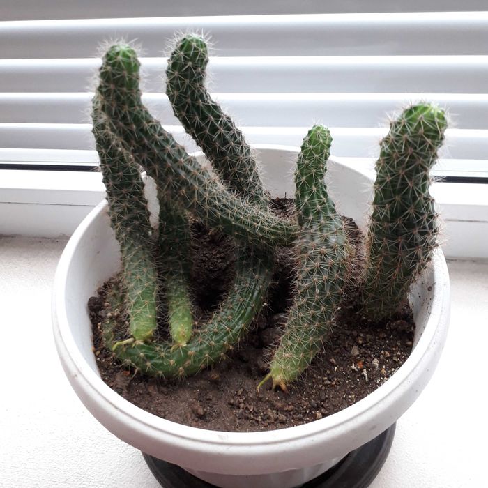 Стайни растения - Коледниче ,Кактуси, Шефлера