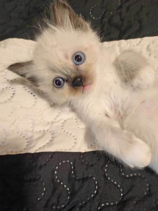 Чистокръвни котенца Ragdoll
