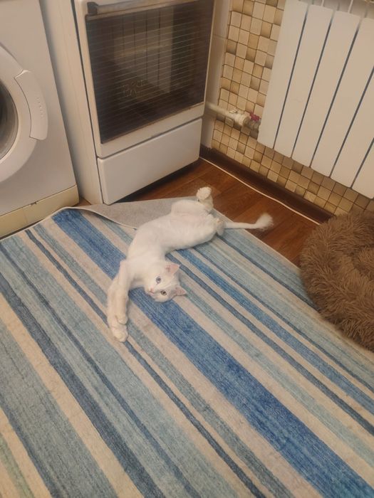 Отдам котика в хорошие руки