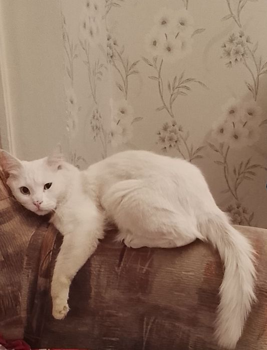 Отдам кота в хорошие руки