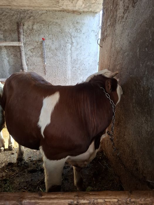 Tăuraș vârstă 7 luni