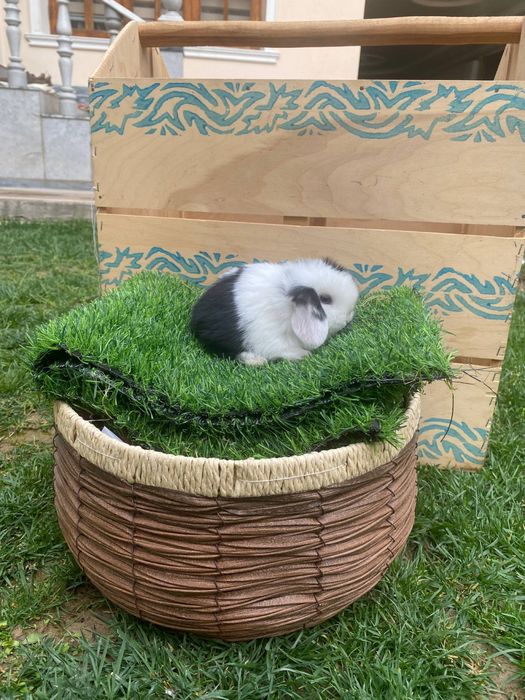 Quyon bolalari karlik