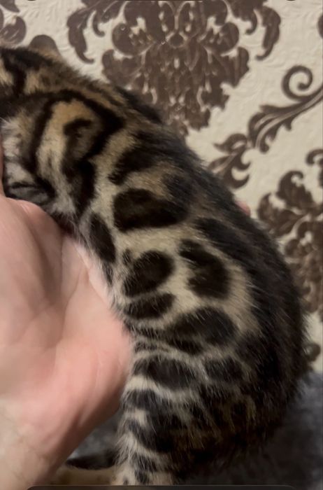 Продаётся Бенгальский котёнок мальчик