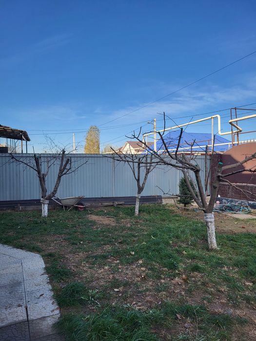 Обрезка плодовых деревьев