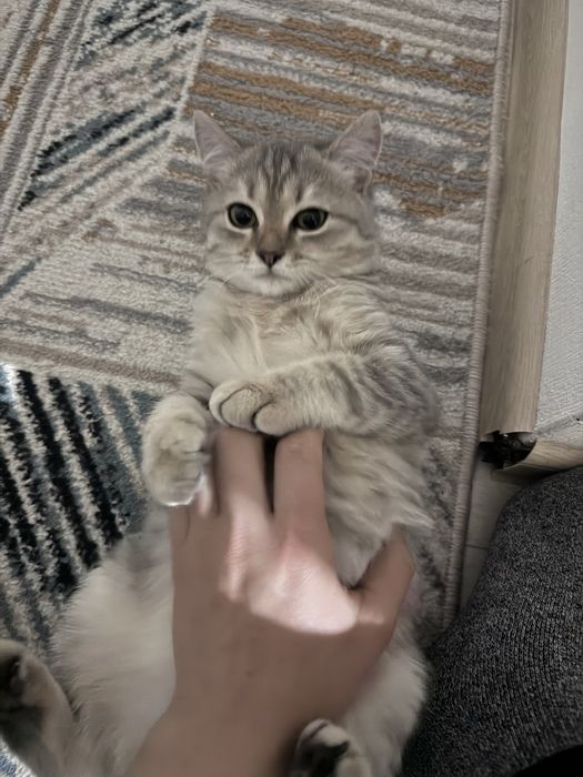 Котик 4 месяц полубританец