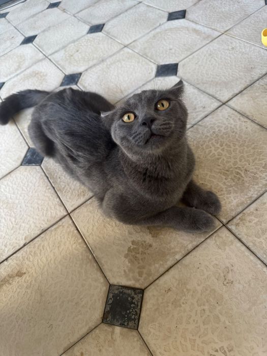 Кот Скоттиш Страйт В хорошие руки