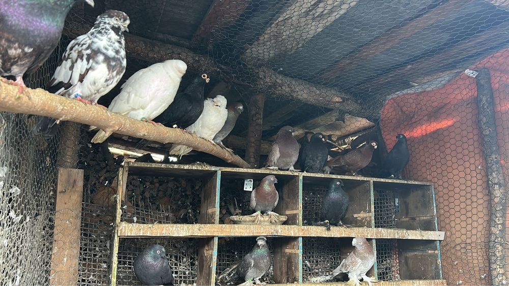 Vând porumbei: Takla, Pave Indiene , si alte rase