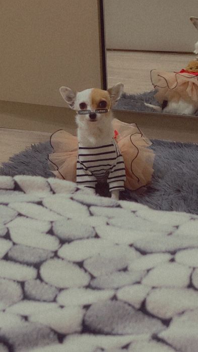 Чихо Пинчер момиче