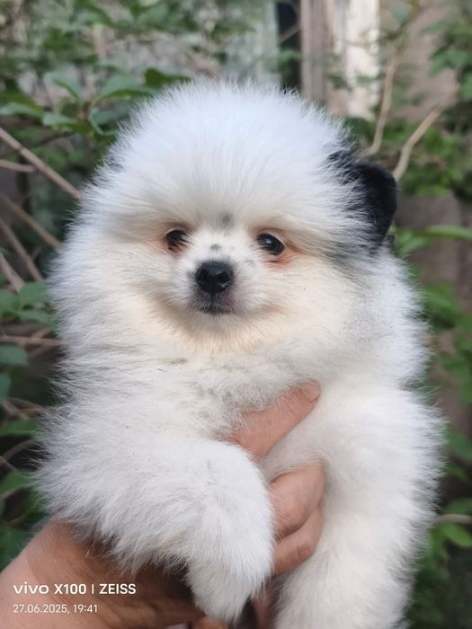 Очароваткльный мальчик шпица.