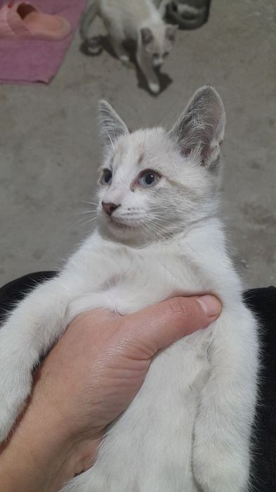 Transseksual porno haqida toliq metrajli film