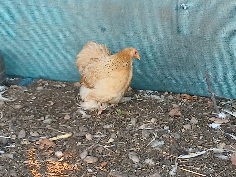 Găini cochinchina pitic