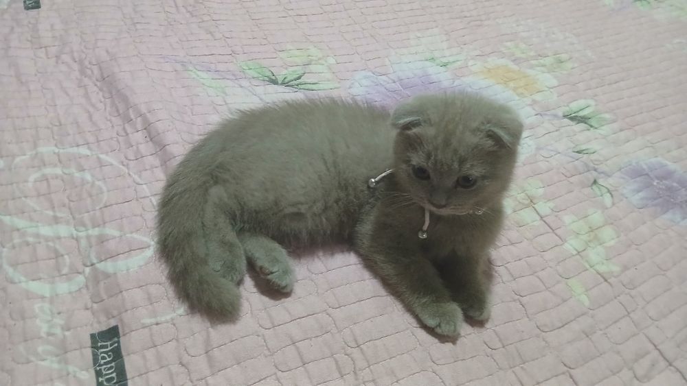Скоттиш фолд 3 месяца девочка