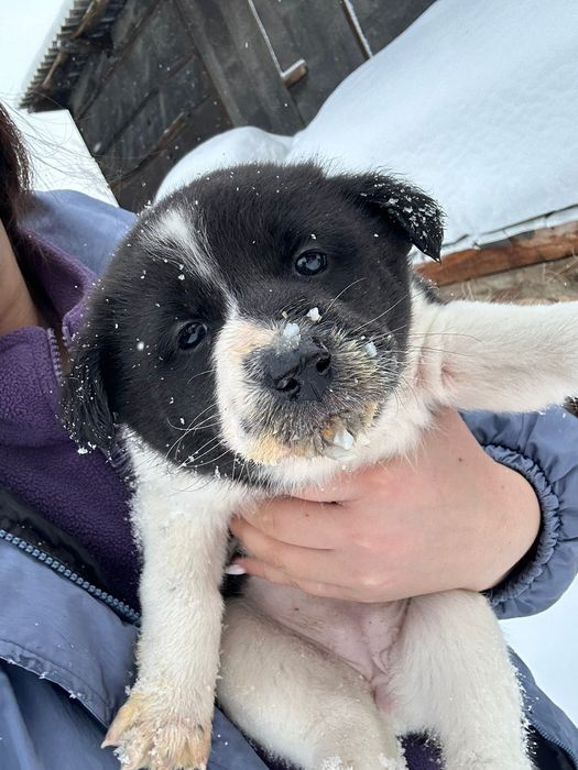 Отдам щенка - девочку в добрые руки