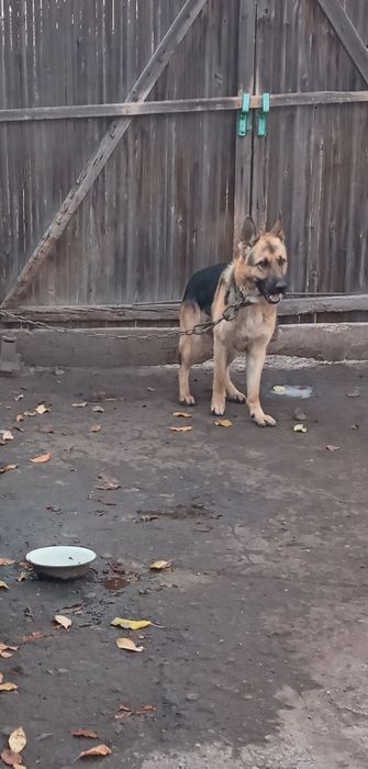 Восточно-европейская овчарка