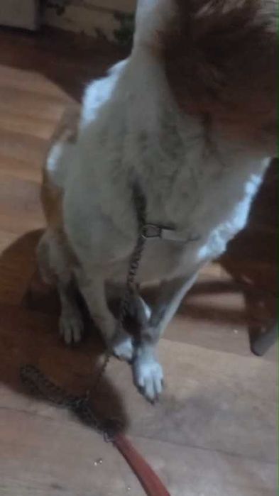 Чья потеряшка с поводком?