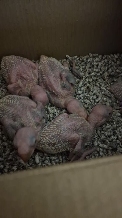 Pui blânzi de papagal marele alexandru