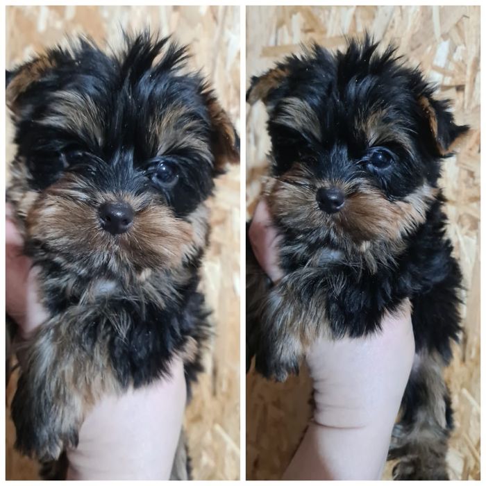 Супер  подарок, щенки йорка