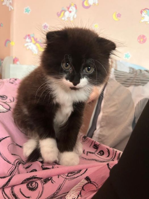 Вислоухий котенок мальчик