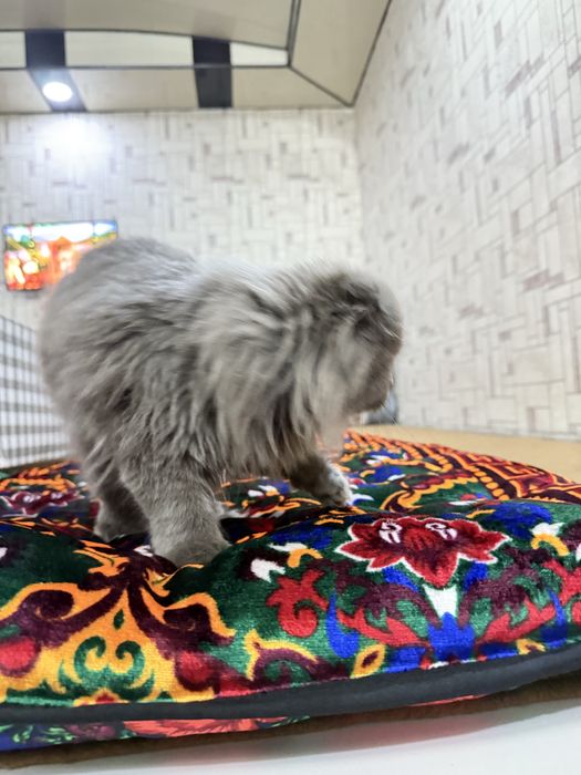 Skotish fold 5 oylik