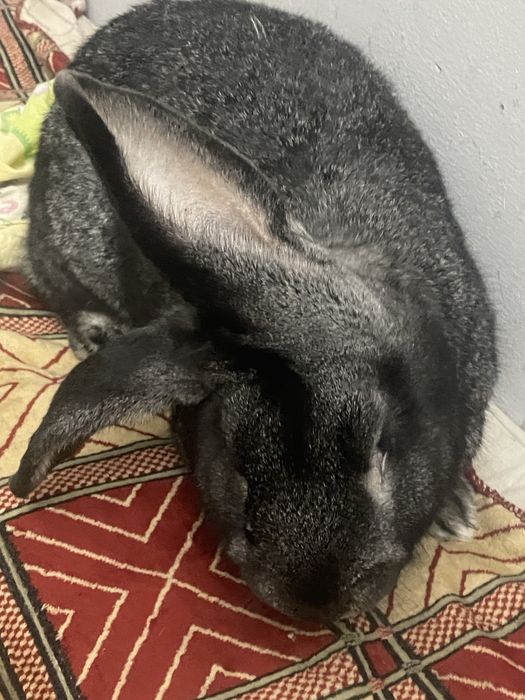 Продам кроликов(самцы)