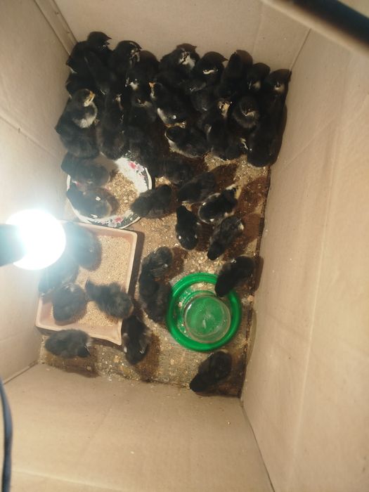 Inkubator Jersi jojalari